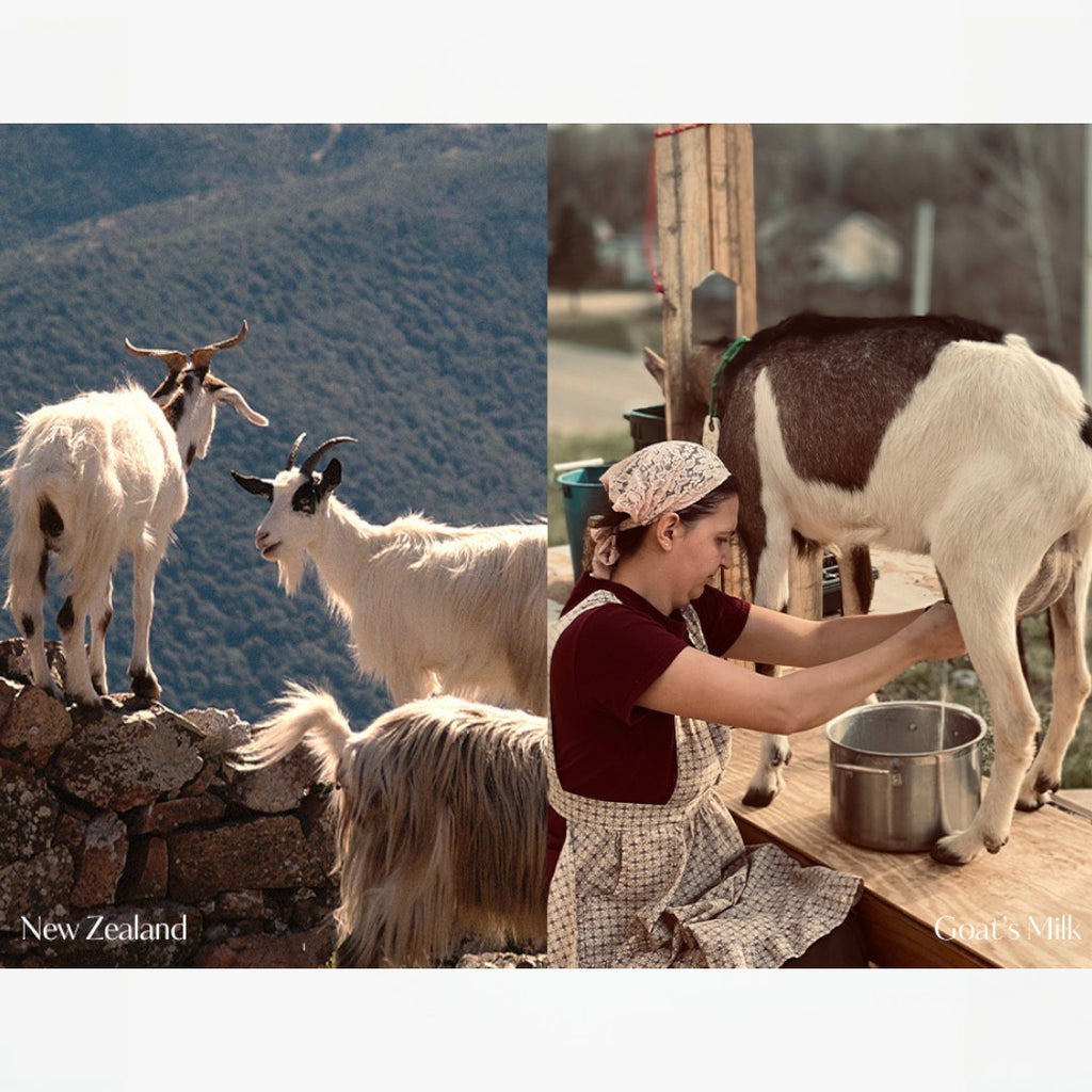 hetras Perfume Essence Hand Lotion 515ml - Flower Shop hetras