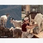 hetras Perfume Essence Hand Lotion 515ml - Flower Shop hetras